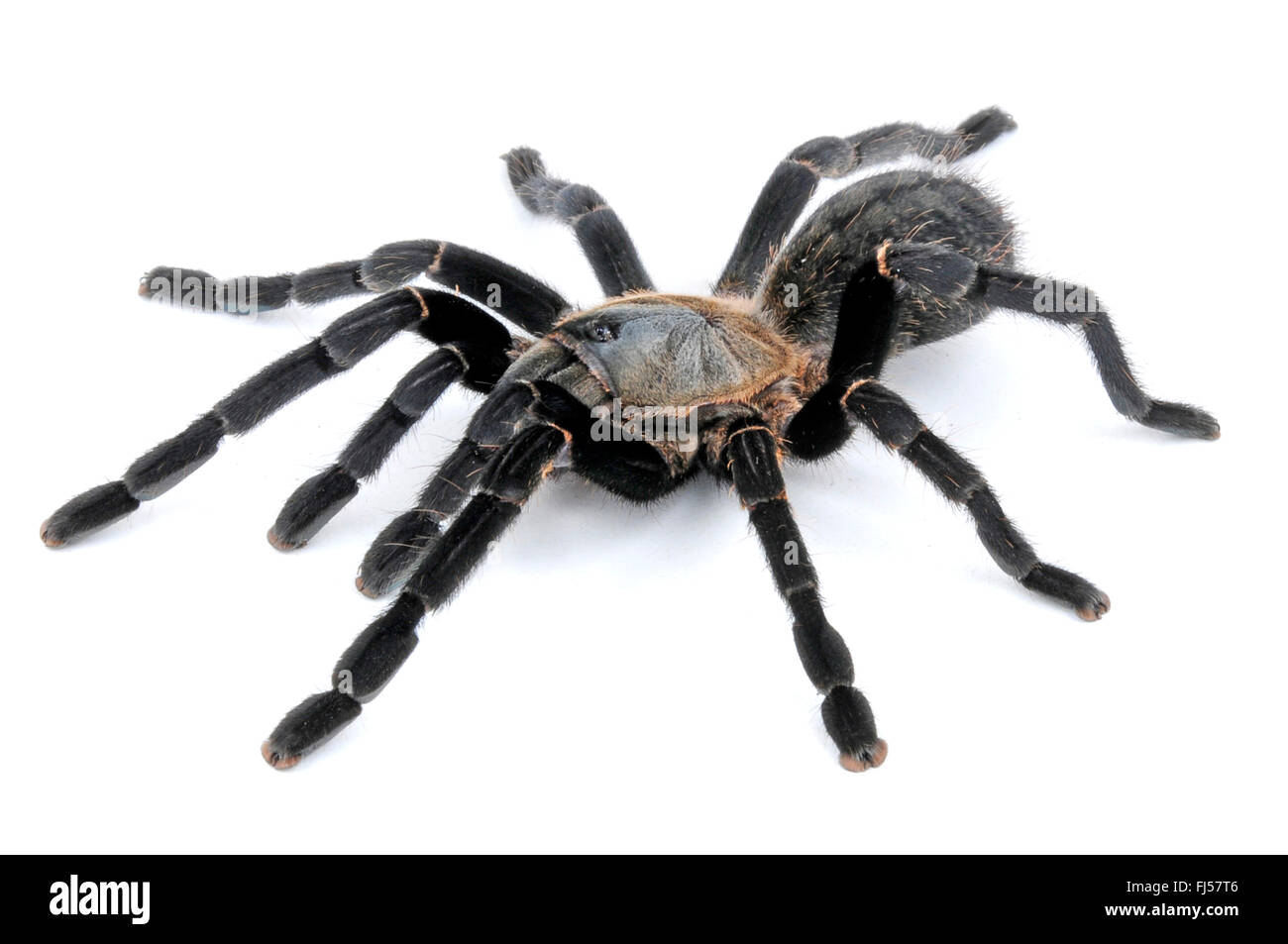 tarantula (Ornithoctonus costalis, Haplopelma costale), Thai bird spider, cut-out, Thailand Stock Photo