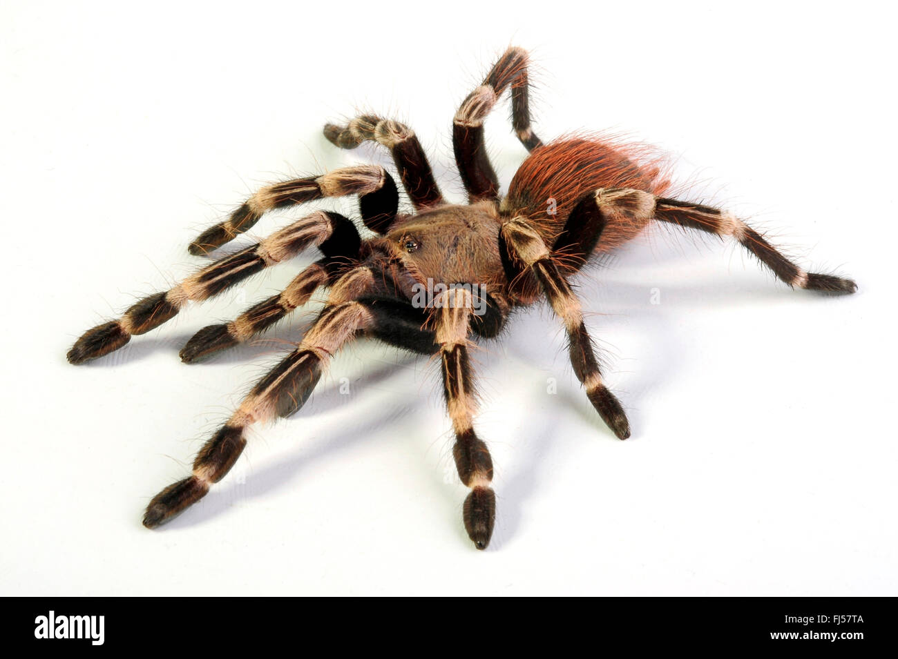 Brazilian red and white tarantula (Nhandu chromatus), cutout Stock Photo Alamy