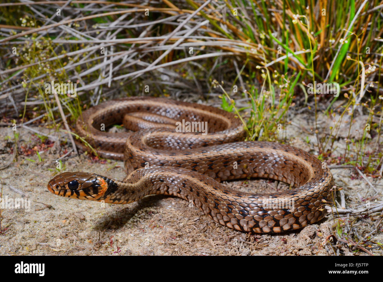 grass snake (Natrix natrix), grass snake with orange spots at the collar, Romania, Dobrudscha, Biosphaerenreservat Donaudelta Stock Photo