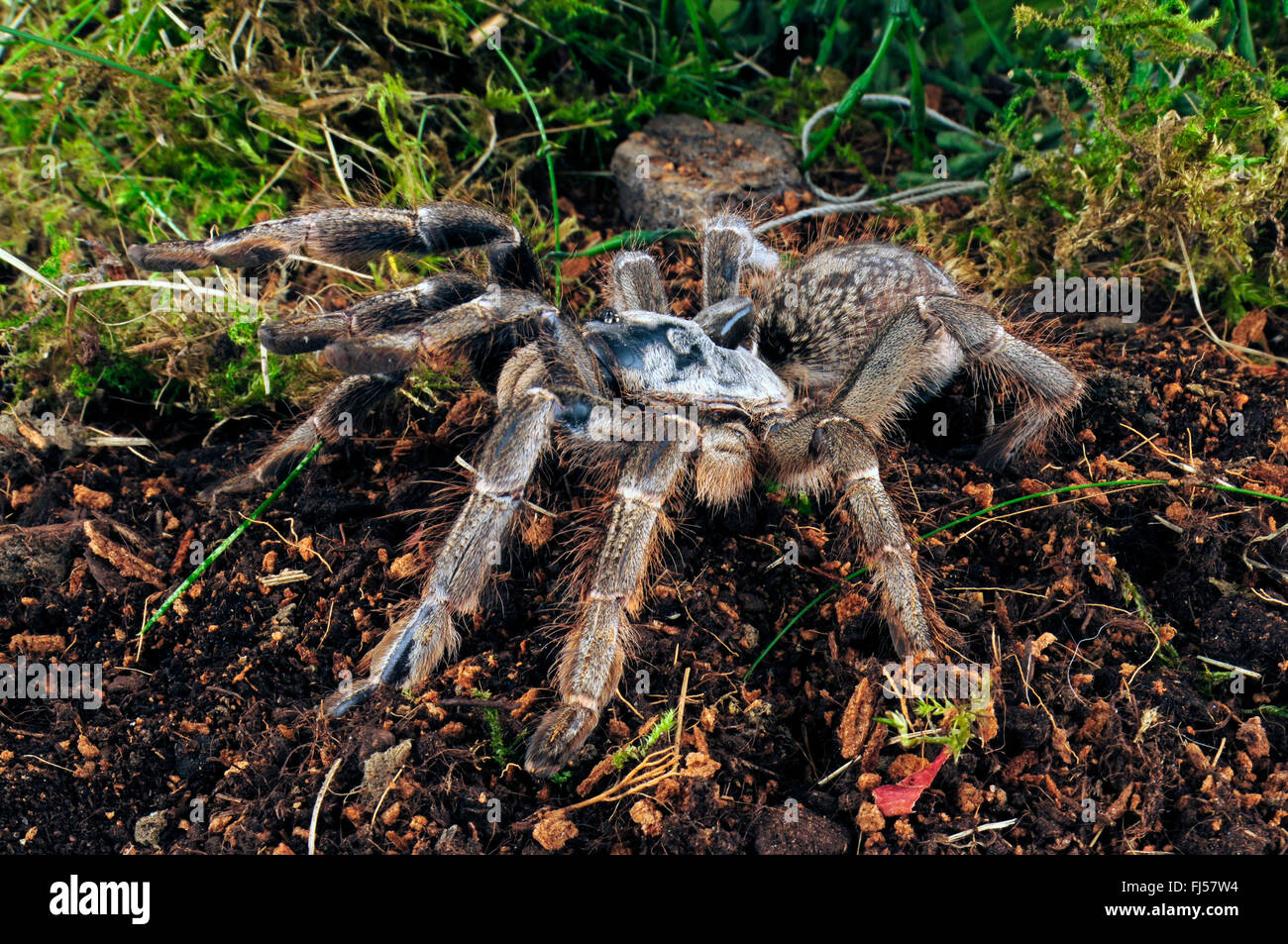 Horned baboon spider, African Rear-horned Baboon, Burst Horned Baboon, Straight Horn Tarantula (Ceratogyrus darlingi, Ceratogyrus bechuanicus, Ceratogyrus schultzei), in terrarium Stock Photo