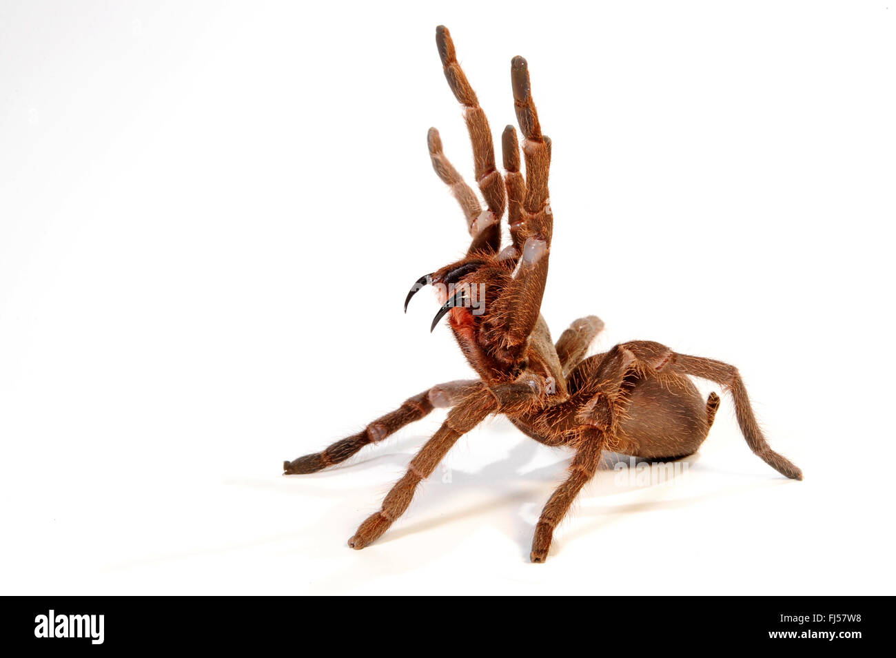 tarantula (Hysterocrates spec.), in defence posture with extended cheliceras, cut-out, Cameroon Stock Photo