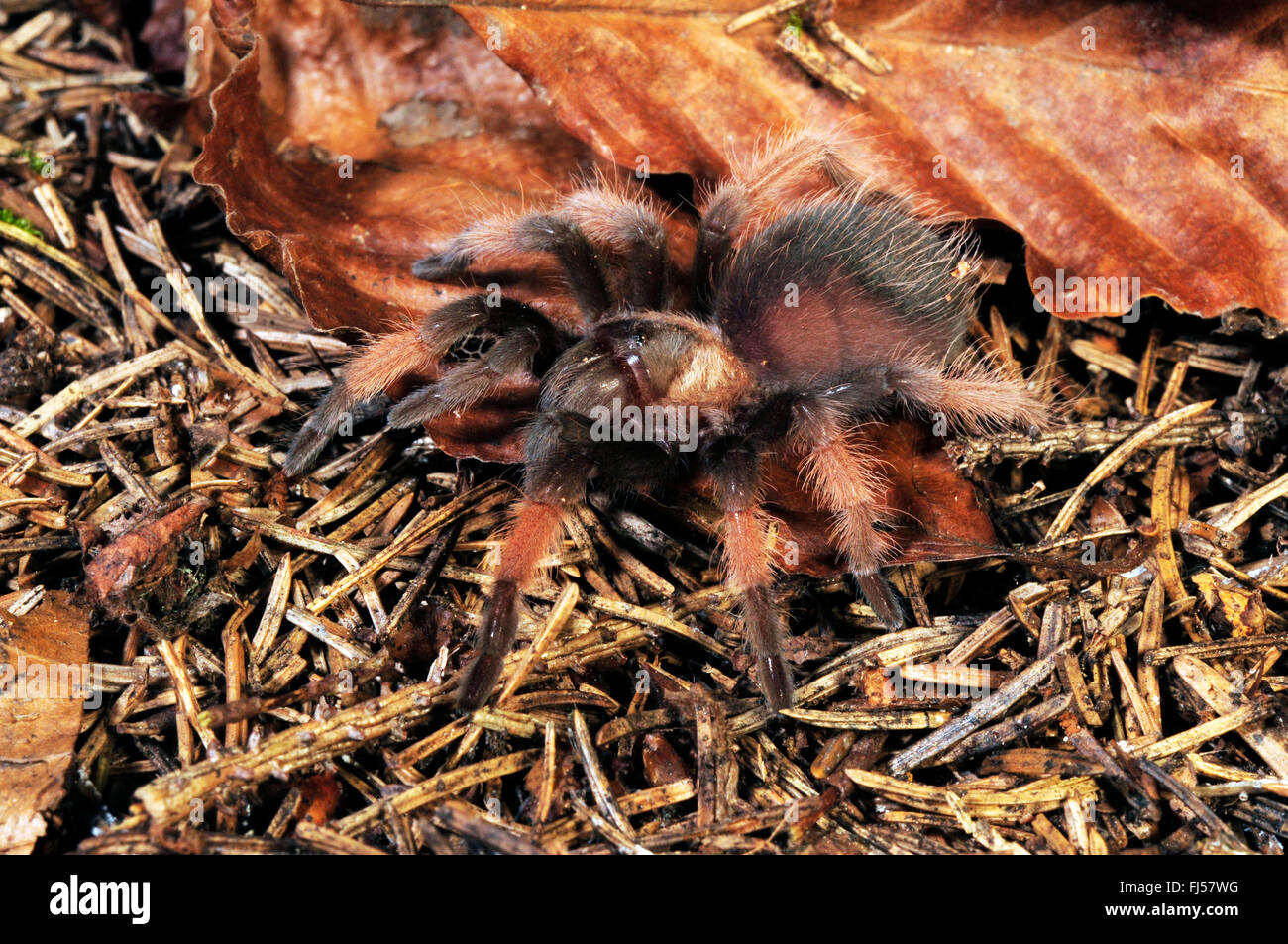 Mexican redleg tarantula, Mexican redleg, Red-legged tarantula (Brachypelma emilia), in terrarium Stock Photo