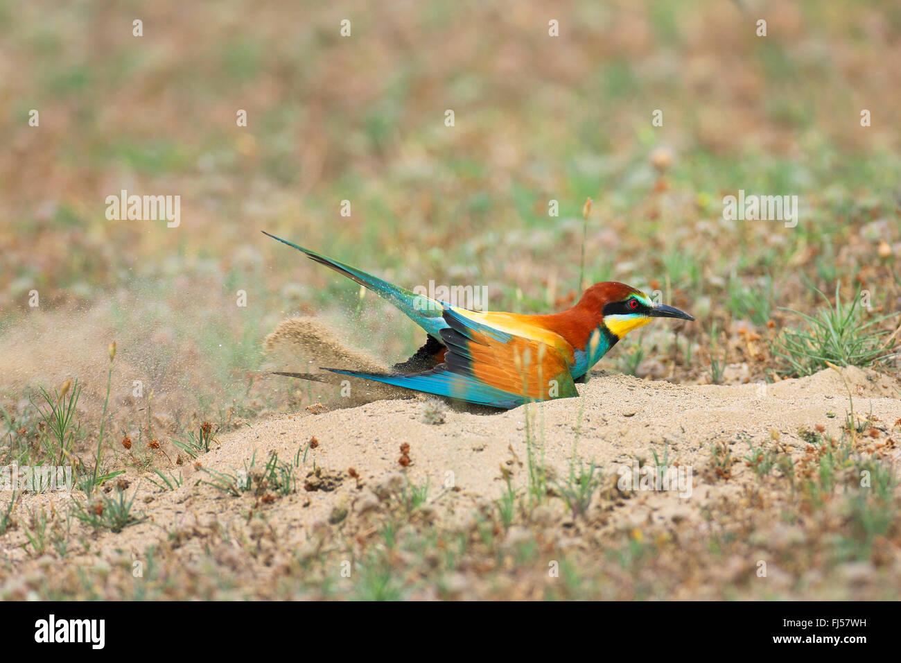 European bee eater (Merops apiaster), burrowing a breeding hole in the sandy ground, side view, Greece, Evrosdelta Stock Photo