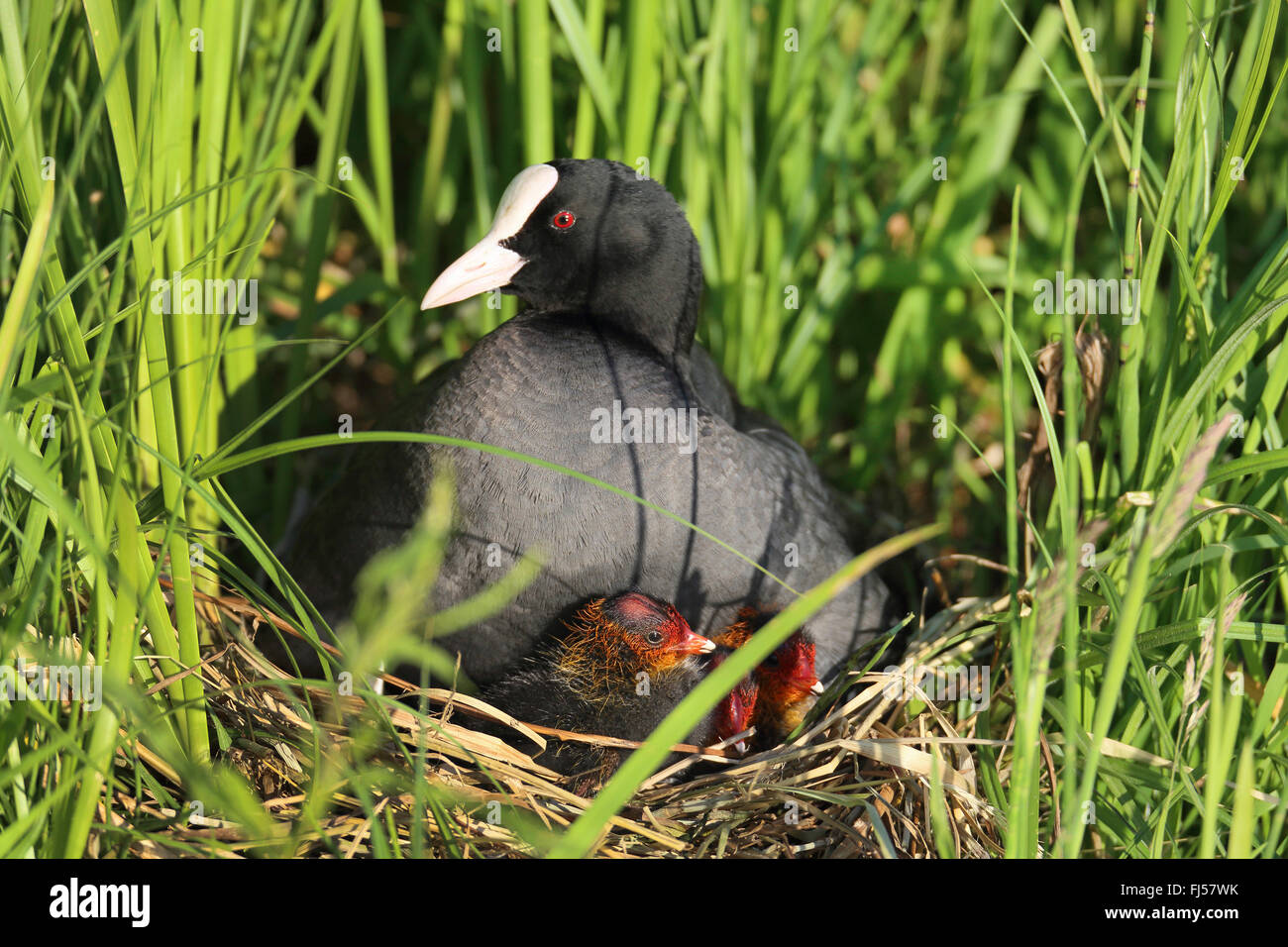 black coot (Fulica atra), female with fledglings in the nest, Netherlands, Eempolder Stock Photo