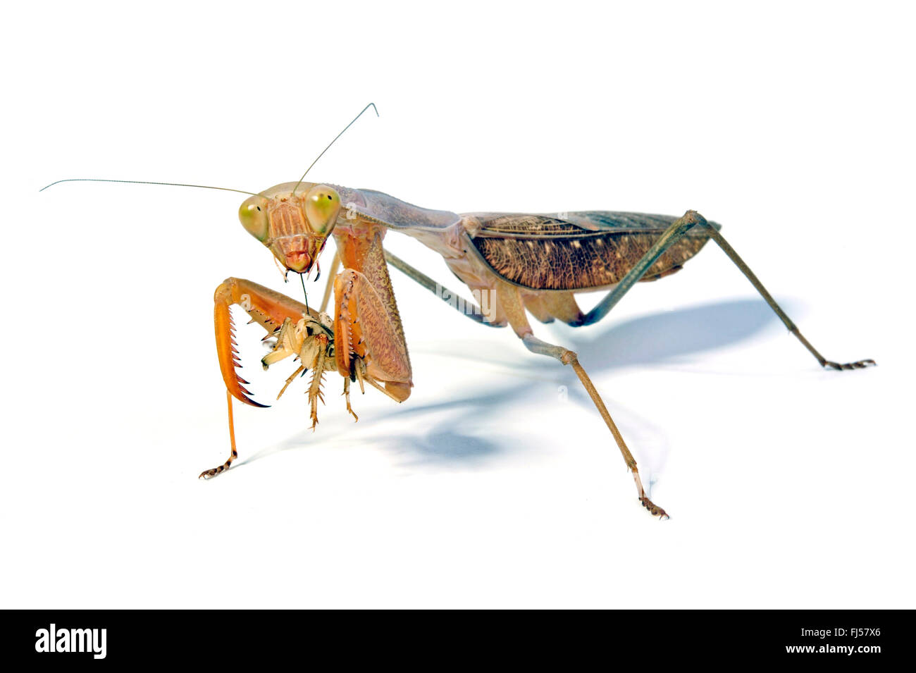 Budwing Mantis (Parasphendale affinis), cut-out Stock Photo