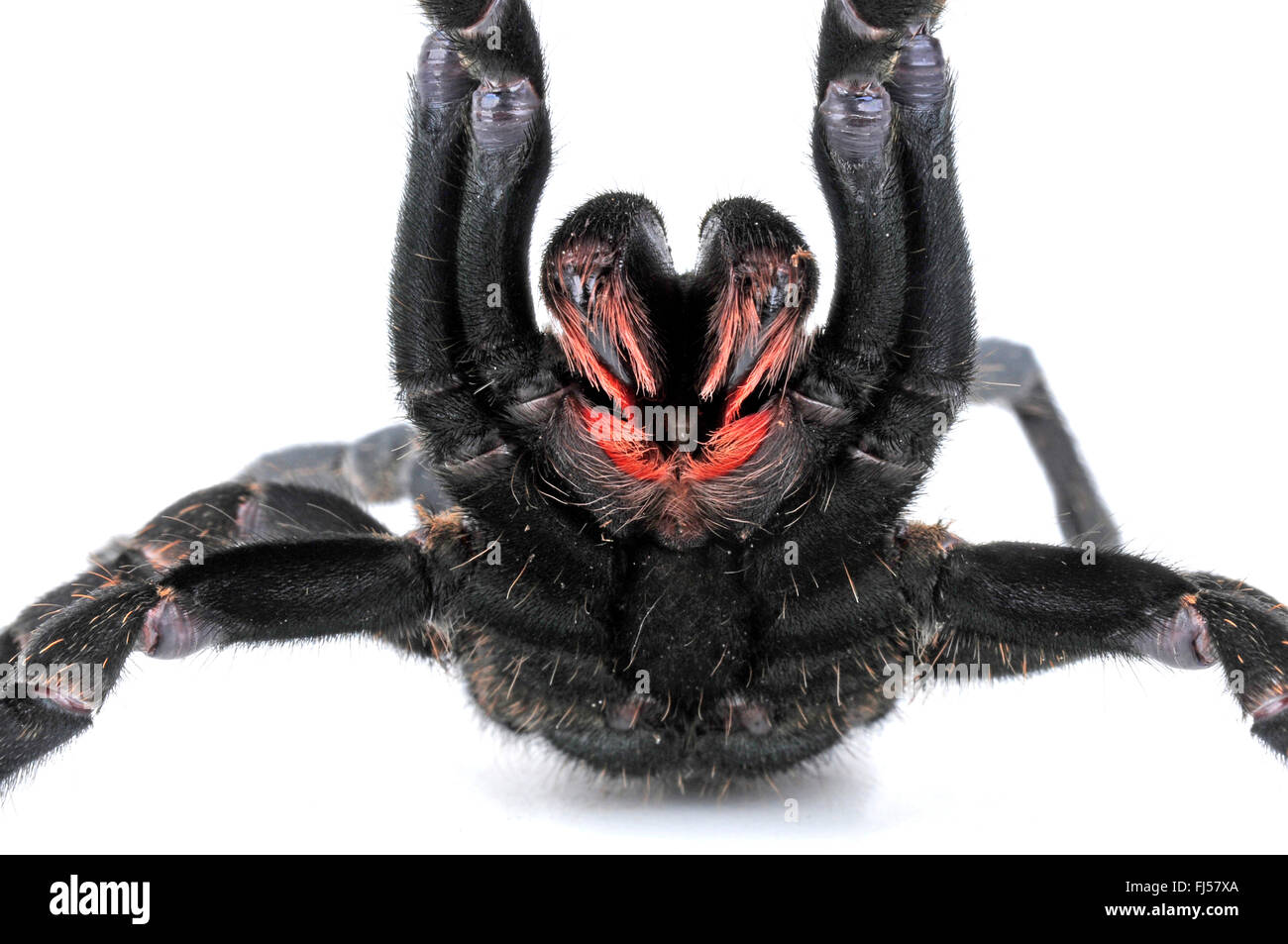 tarantula (Ornithoctonus costalis, Haplopelma costale), bird spider in defense posture with extended cheliceras, Thailand Stock Photo