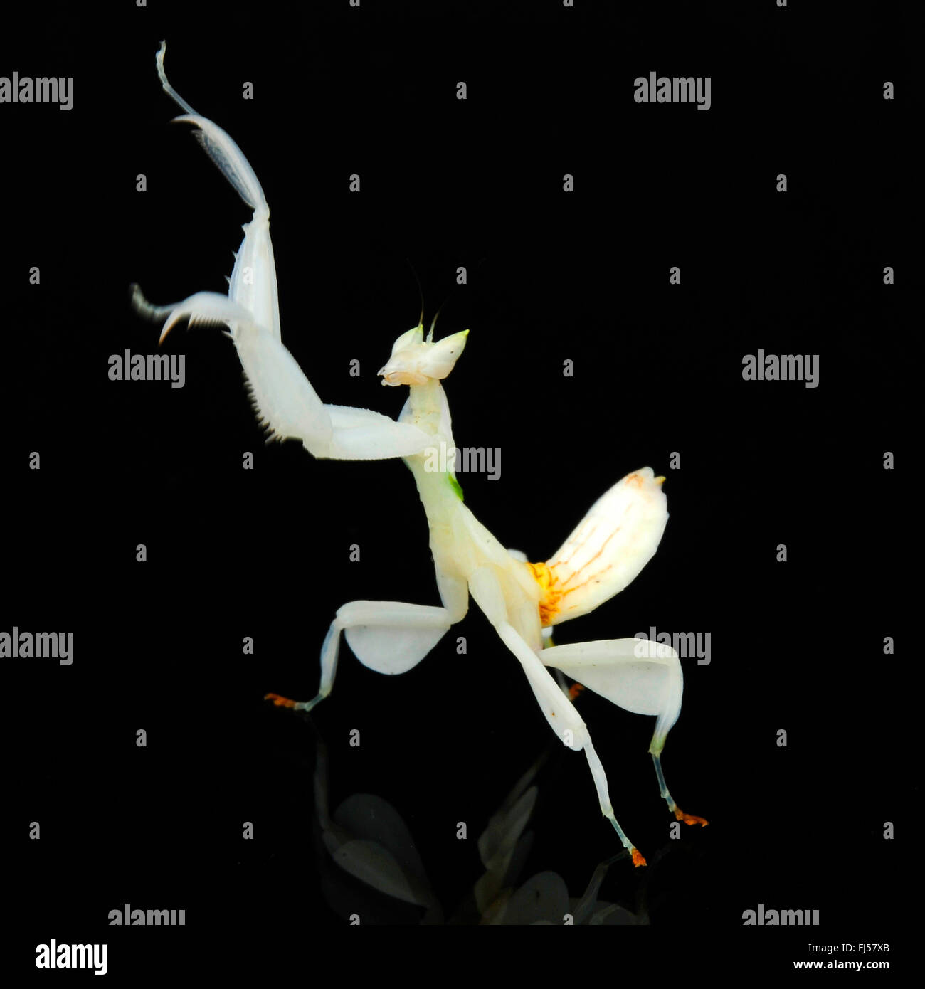 Walking flower mantis, Orchid mantis, Pink orchid mantis (Hymenopus