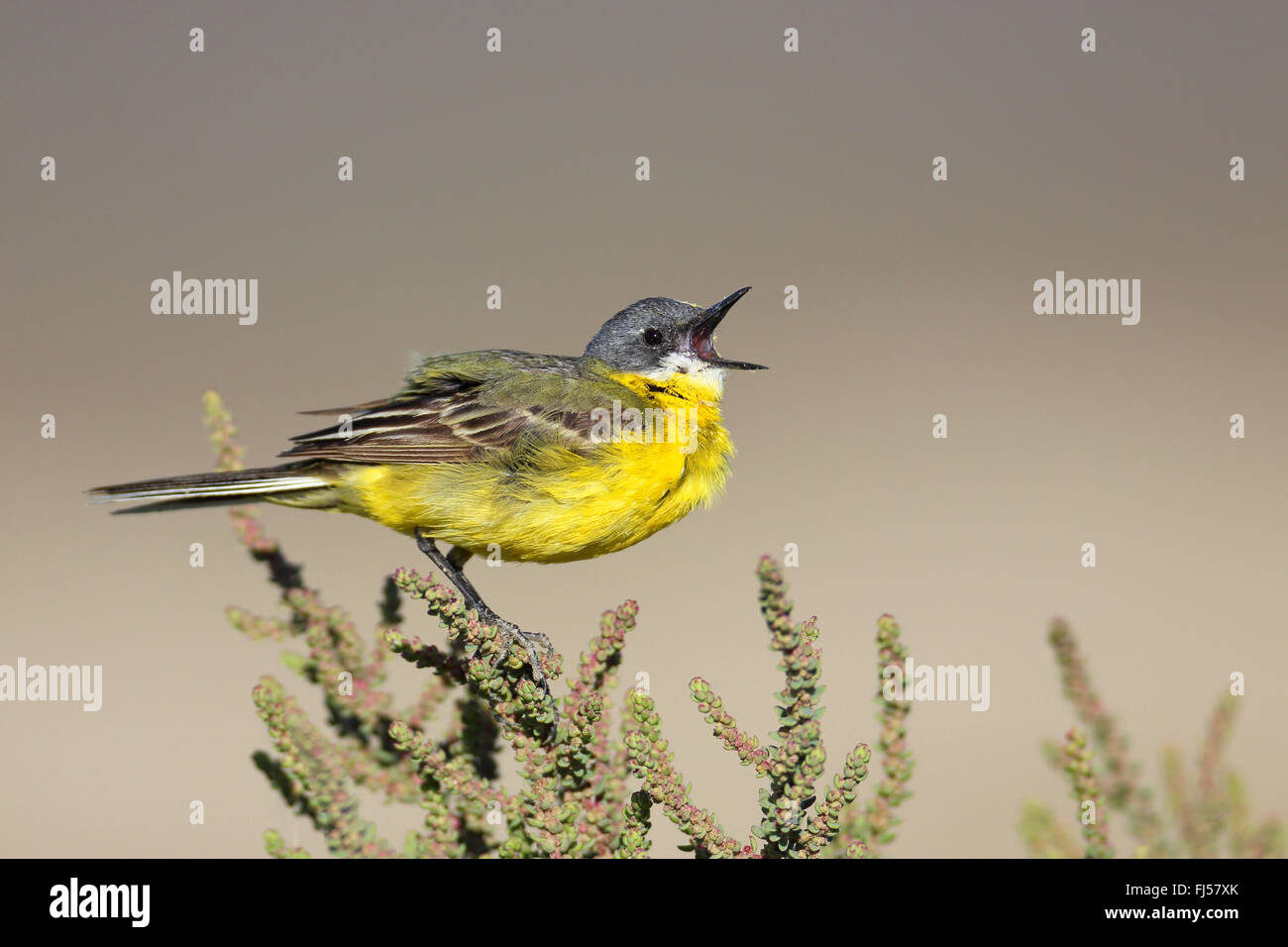 Ashy-headed Wagtail, Yellow wagtail (Motacilla flava cinereocapilla), calling male sitting on a succulent shrub, France, Camargue Stock Photo