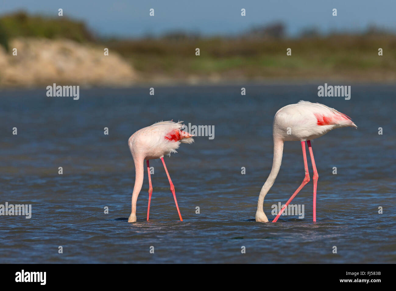 greater flamingo (Phoenicopterus roseus, Phoenicopterus ruber roseus), two flamingos walking together through shallow water and searching food Stock Photo