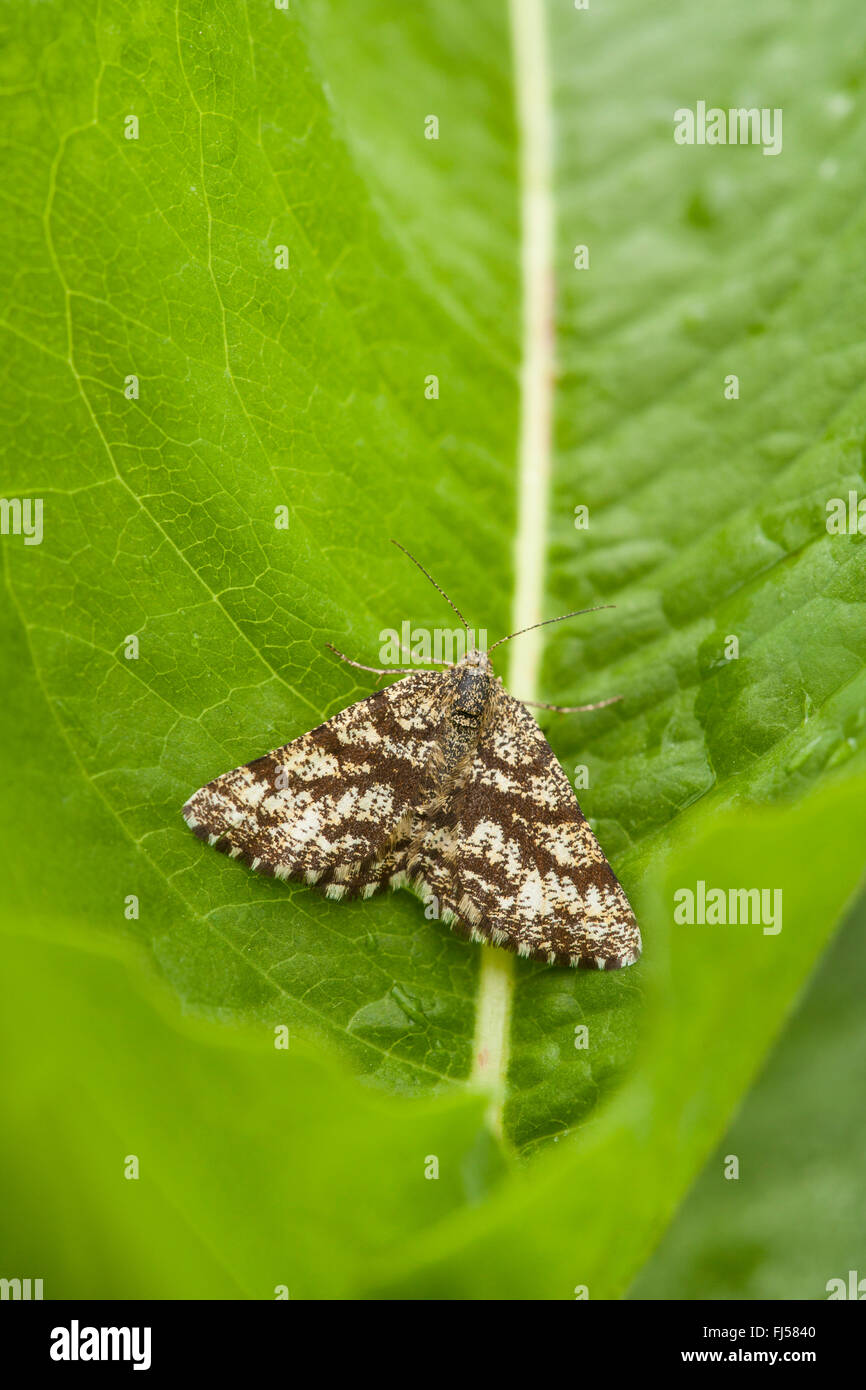 geometer moths, geometers, measuring worms (Geometridae), geometer moth sitting on a leaf, Germany, North Rhine-Westphalia, Siegerland Stock Photo