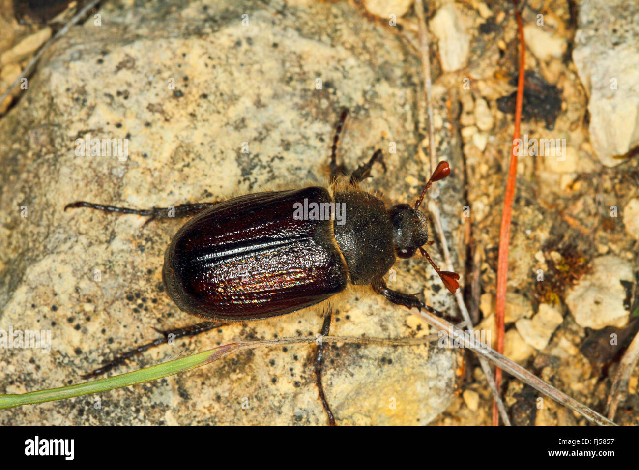 Dung beetle (Amphimallon atrum), on a stone, view from above Stock Photo