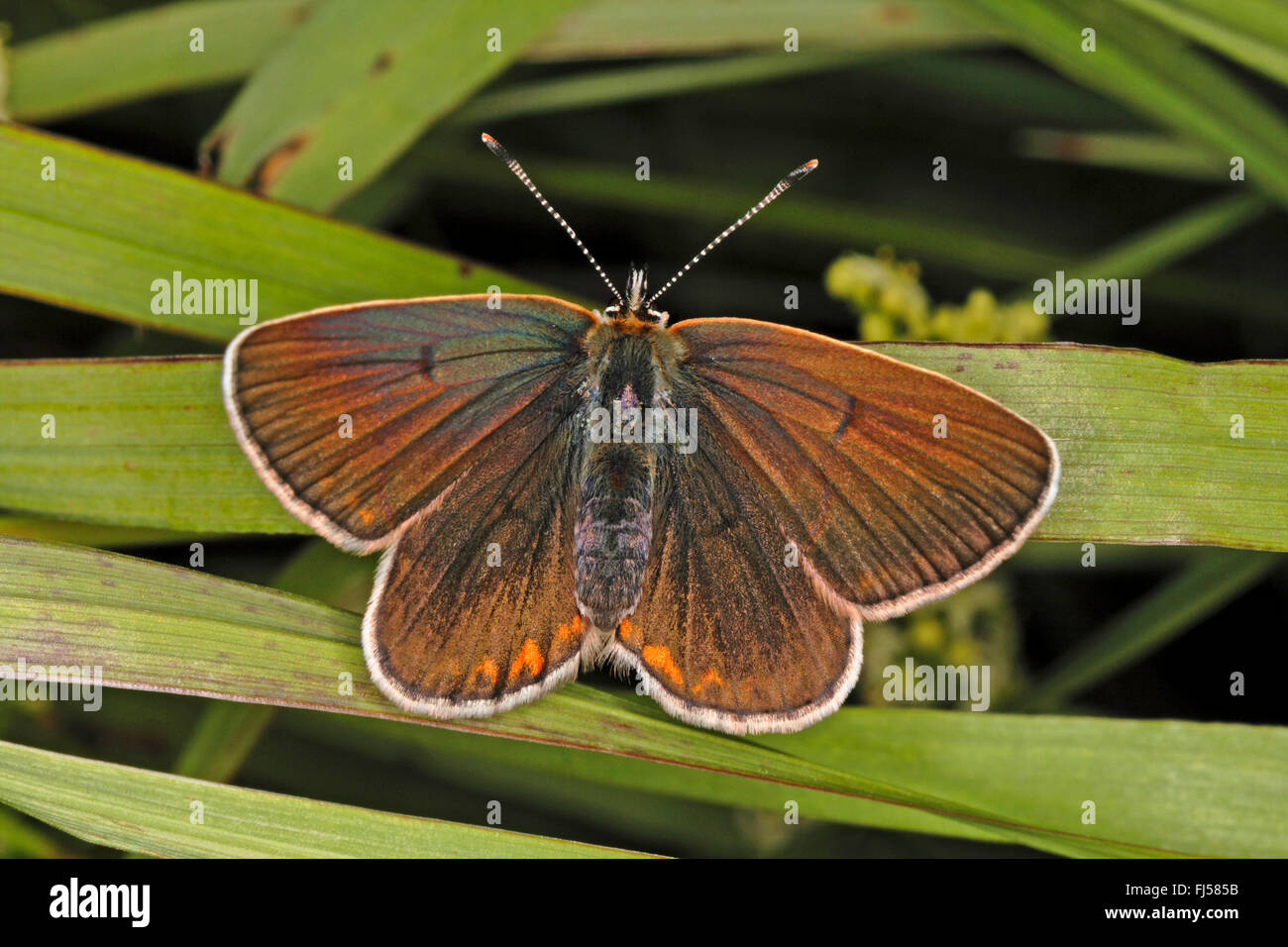Geranium Argus (Aricia eumedon, Eumedonia eumedon, Plebejus eumedon, Plebeius eumedon, Lycaena eumedon), sitting on spears, view from above, Germany Stock Photo