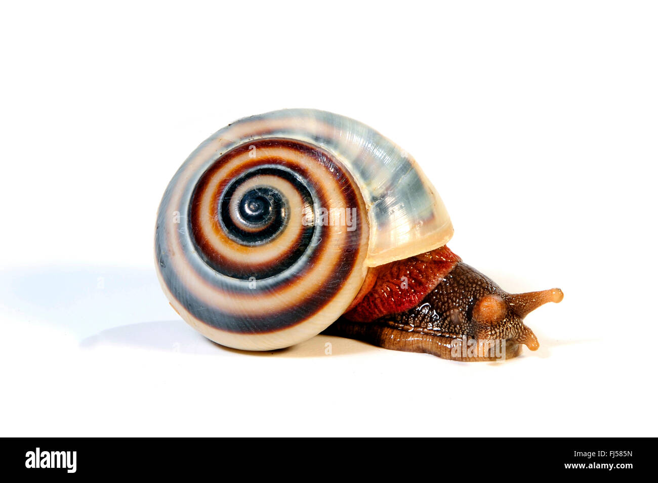 Helicidae (Helicidae), snail with injured eye Stock Photo