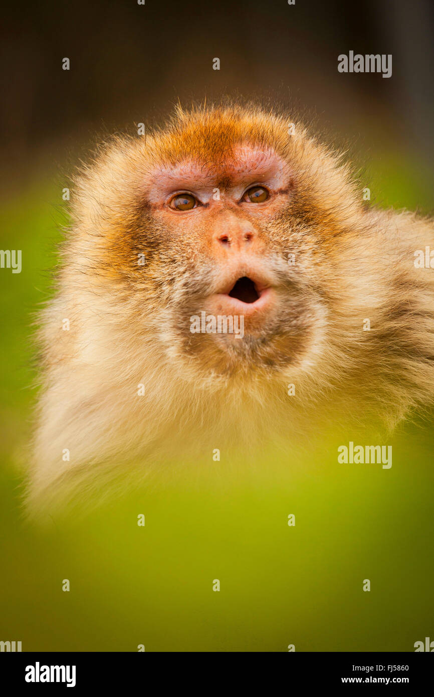 barbary ape, barbary macaque (Macaca sylvanus), portrait Stock Photo