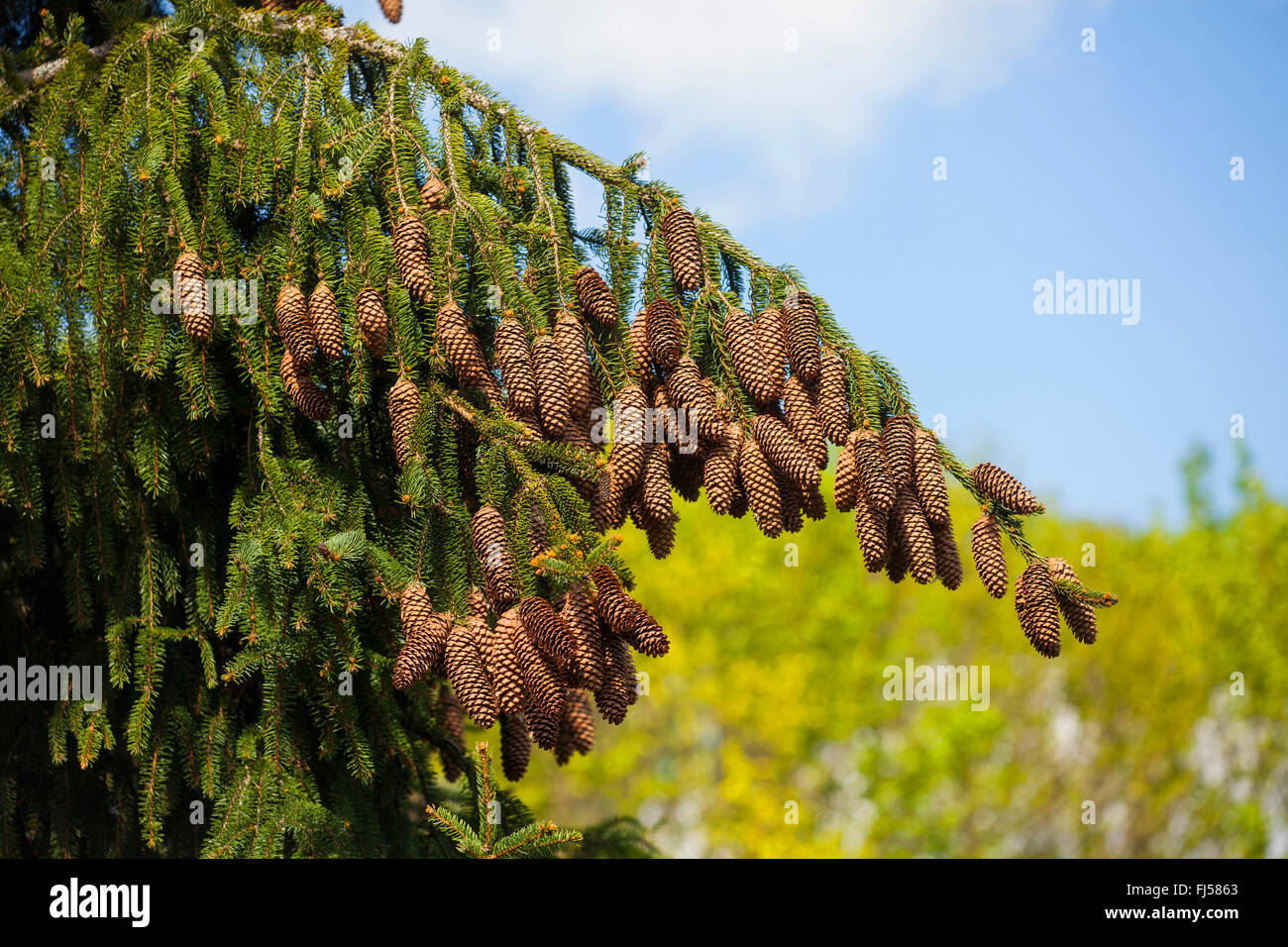 Norway spruce (Picea abies), branch with cones, Germany, Hesse Stock Photo