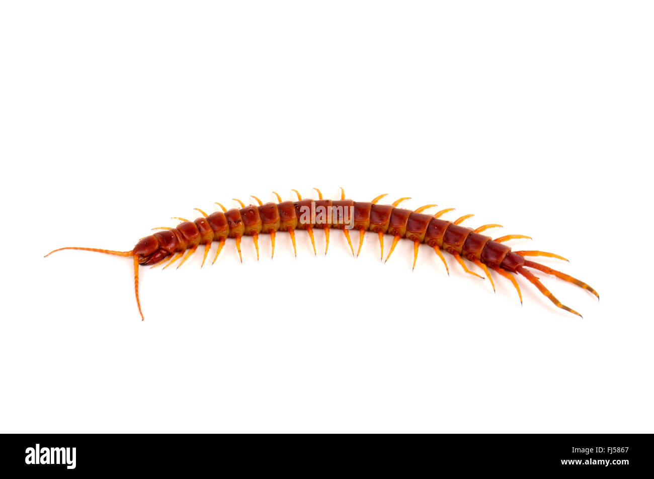 Centipede (Scolopendra viridicornis), cut-out Stock Photo