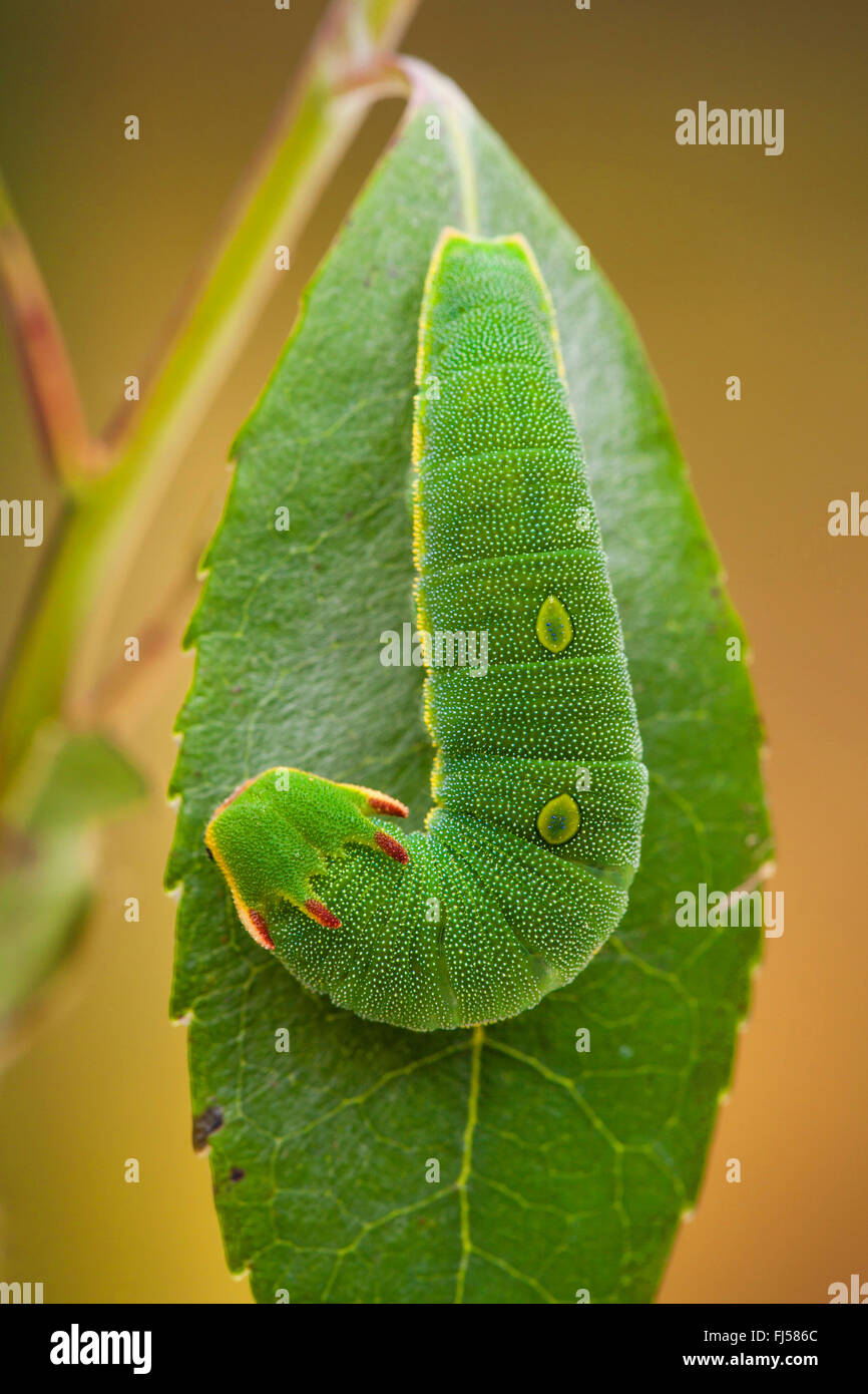Two-tailed Pasha, Foxy Emperor (Charaxes jasius), caterpillar on a leaf Stock Photo