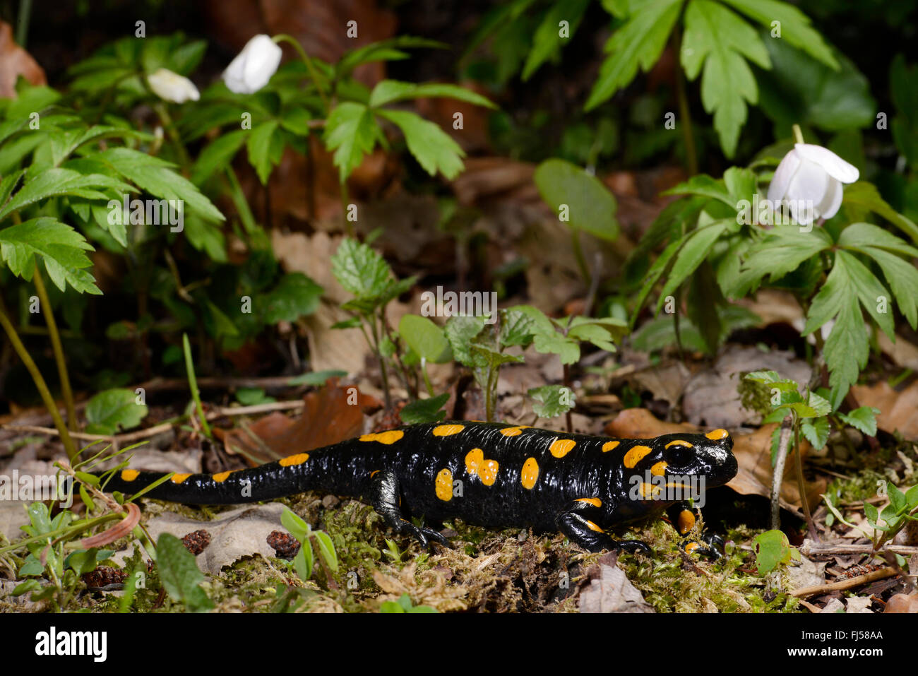 European fire salamander (Salamandra salamandra), on forest ground, Romania, Karpaten Stock Photo