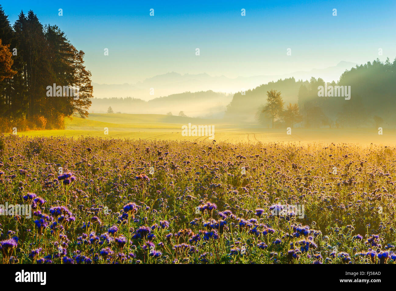 bee food, tansy scorpion-weed (Phacelia tanacetifolia), Zuercher Oberland with Saentismassif in the background, Switzerland, Zuercher Oberland Stock Photo