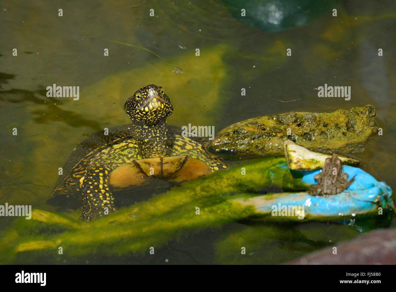 European pond terrapin, European pond turtle, European pond tortoise ...