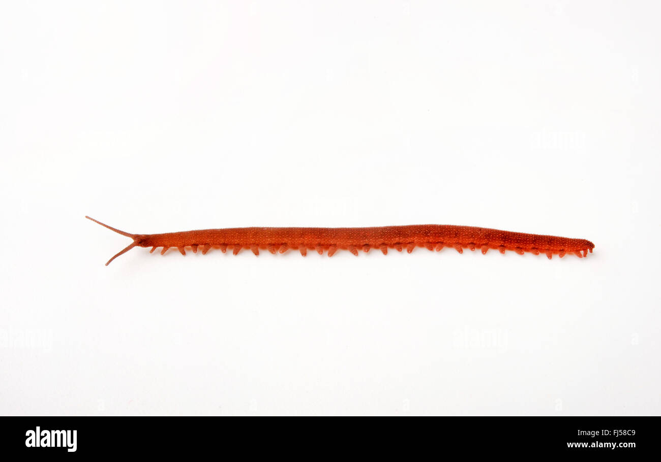 Worm cut out hi-res stock photography and images - Alamy