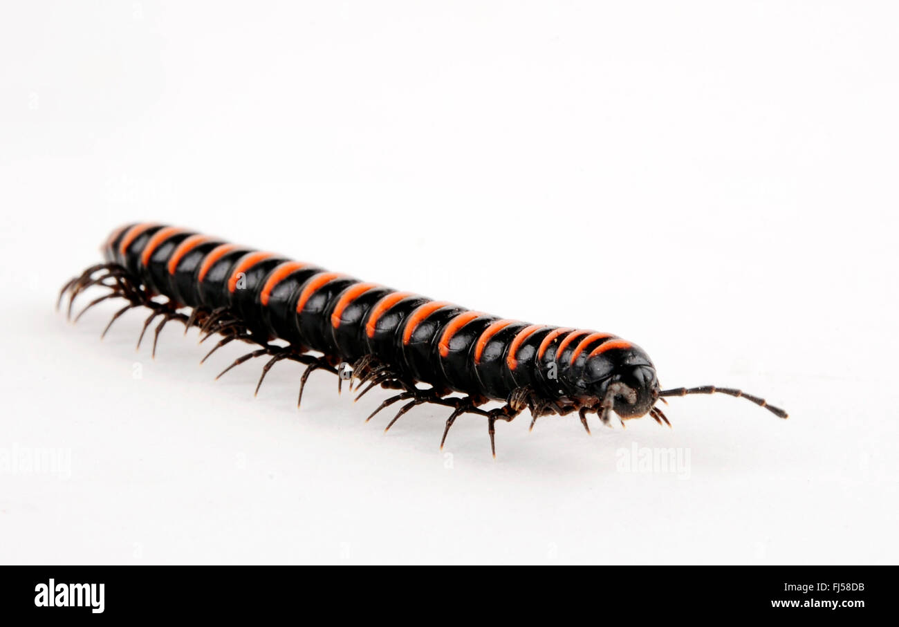 flat millepede, flat-backed millepede (Polydesmus spec.), cut-out Stock Photo