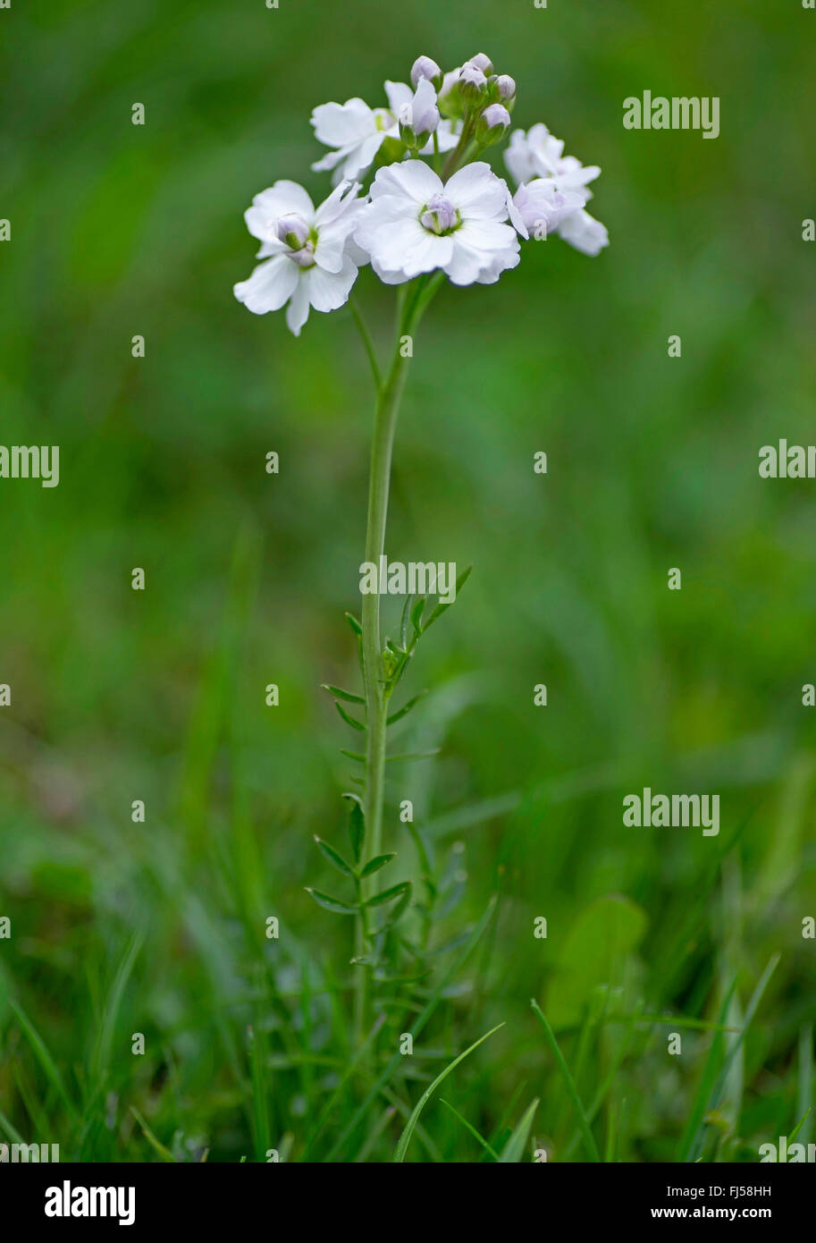 Bog Pink, Cuckoo Flower, Lady's Smock, Milkmaids (Cardamine pratensis ...