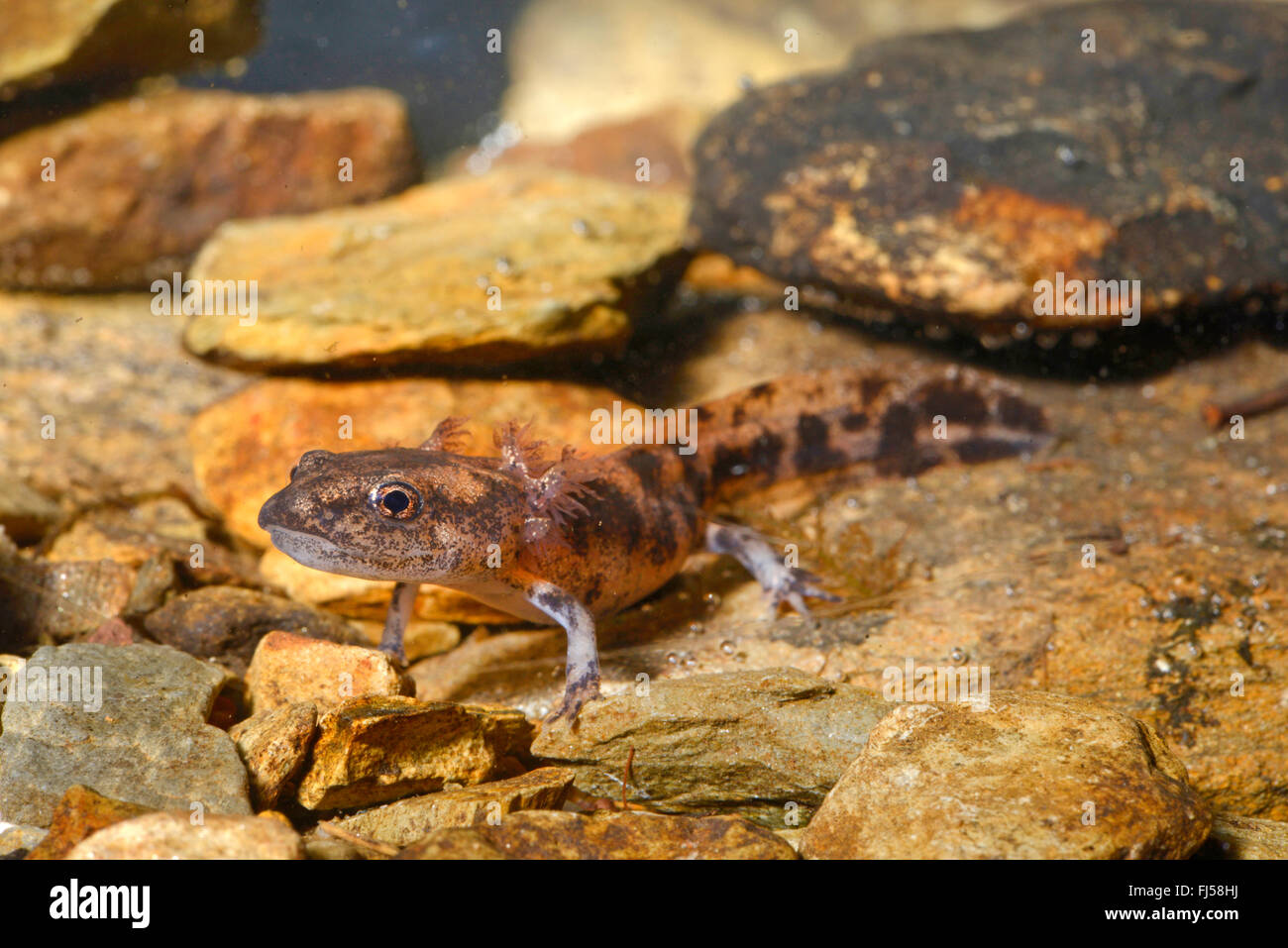 European fire salamander (Salamandra salamandra, Salamandra salamandra