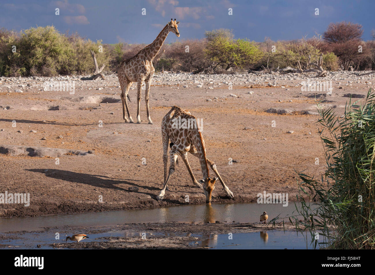 Angolan giraffe, Smoky giraffe (Giraffa camelopardalis angolensis), two Angolan giraffes drinking and waiting at the water hole, Namibia, Etosha National Park, Naumutoni Stock Photo