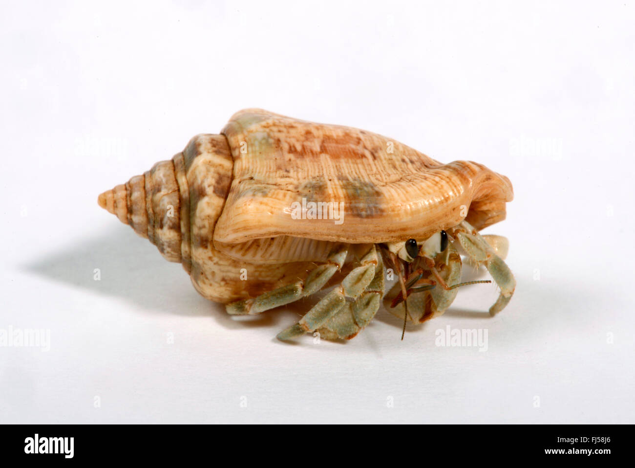Land hermit crabs (Coenobita rugosus), cut-out Stock Photo