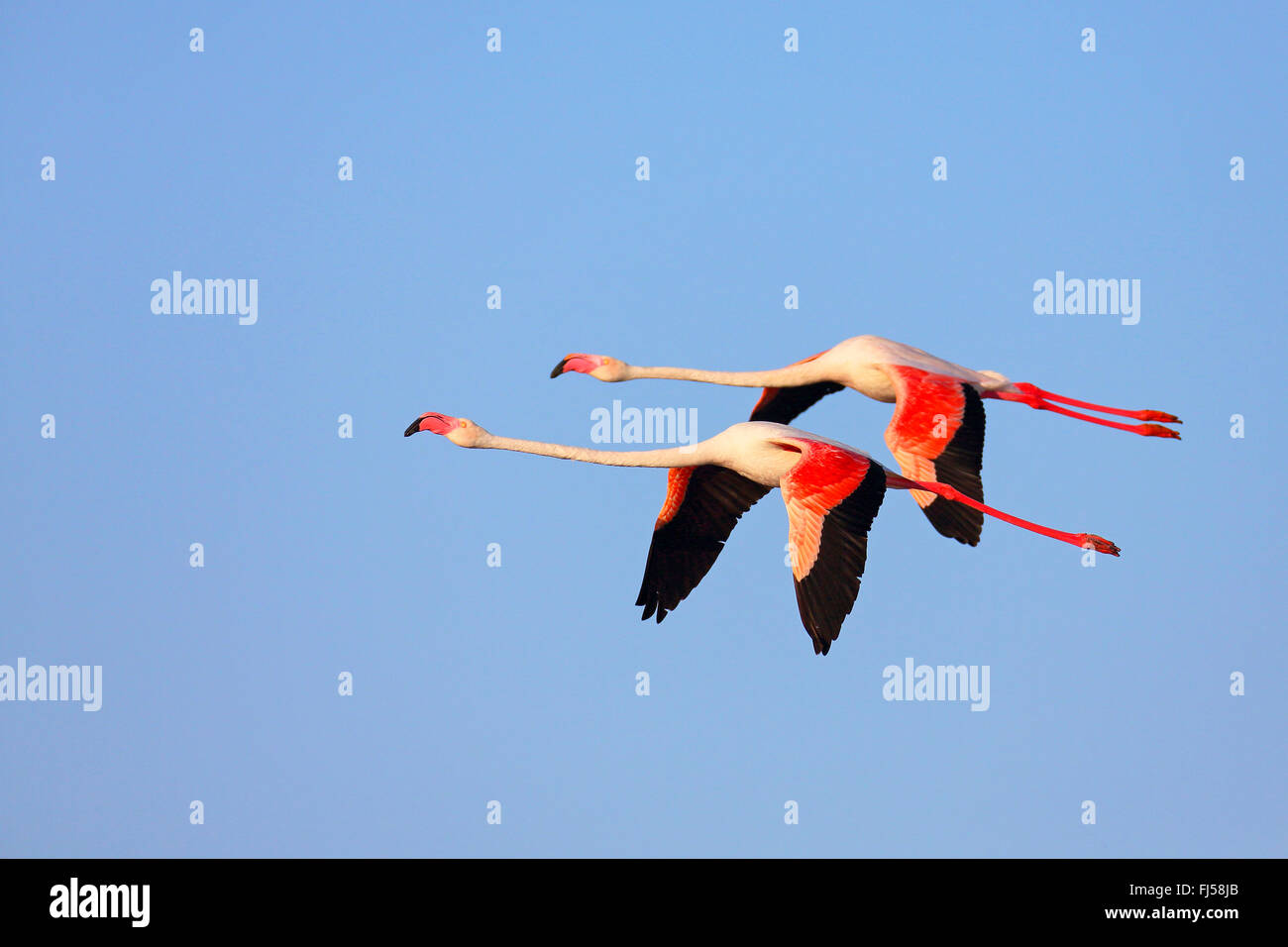 greater flamingo (Phoenicopterus roseus, Phoenicopterus ruber roseus), flying pair, side view, France, Camargue Stock Photo