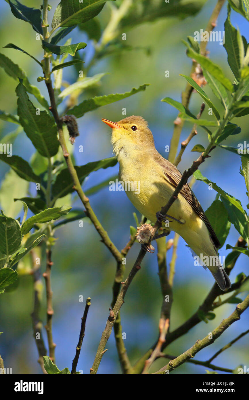 icterine warbler (Hippolais icterina), male sitting on a twig, side view, Netherlands, Frisia Stock Photo