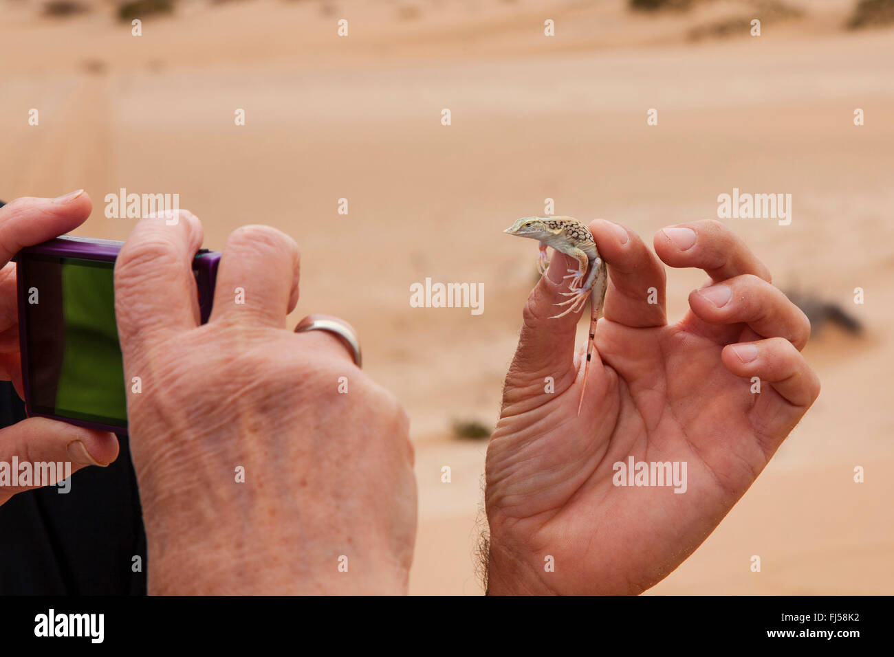 lizard holding in the hand to take a photo during a desert tour, Namibia, Dorob National Park, Swakopmund Stock Photo