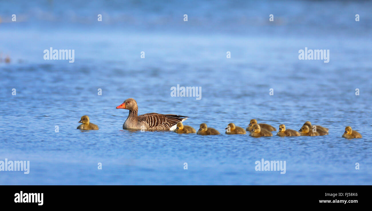 greylag goose (Anser anser), female swimming on a lake with its goose chicks, side view, Netherlands, Frisia Stock Photo
