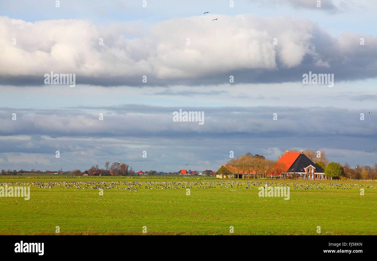 barnacle goose (Branta leucopsis), large flock of barnacle geese graze at grassland, Netherlands, Frisia Stock Photo