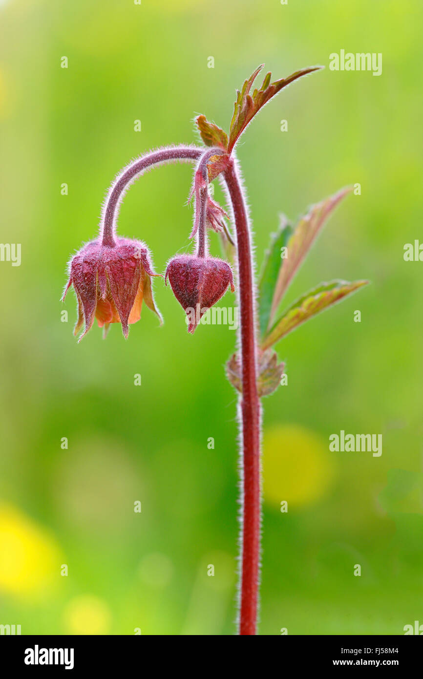 purple avens, water avens (Geum rivale), blossom, Norway, Tromso Stock Photo