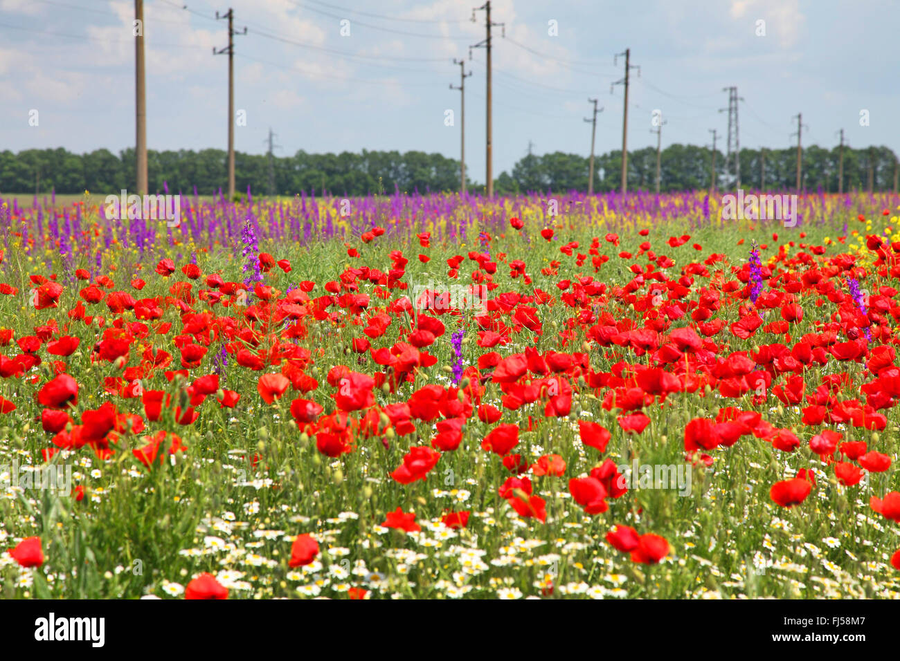 Doubtful knight's-spur, Larkspur, Annual Delphinium (Consolida ajacis, Delphinium ajacis), field with corn poppy and Larkspur, Bulgaria, Balchik Stock Photo