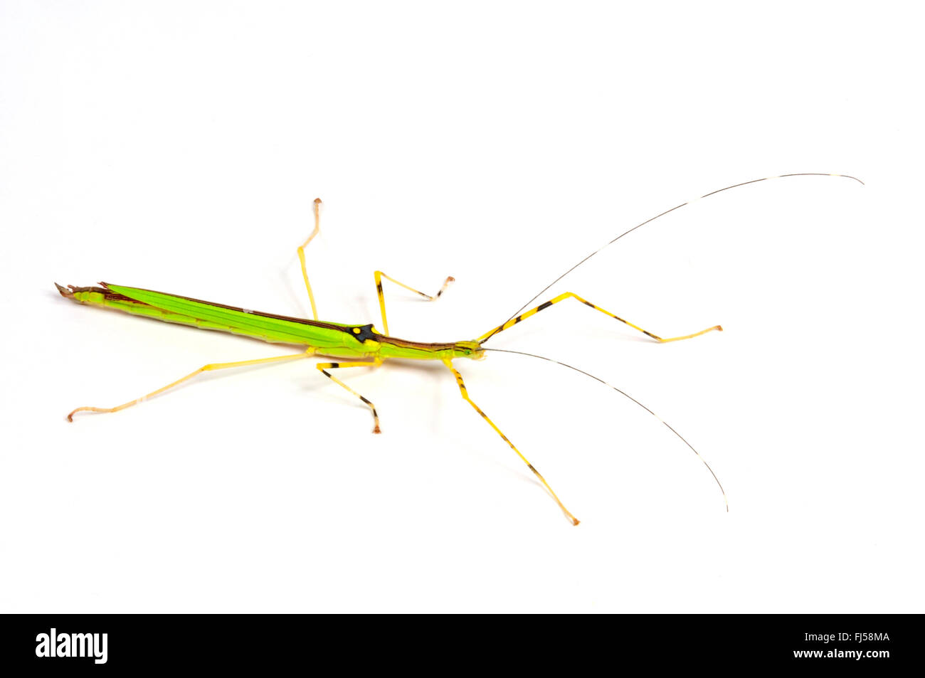 Yellow Flying Stick, Giant Pink Walking Stick (Necroscia annulipes), volant, colourful stick insect, Malaysia Stock Photo