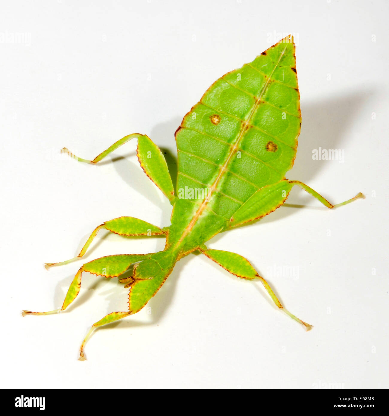 Linnaeus' Leaf Insect, leaf insect, walking leaf (Phyllium siccifolium), female, cut-out Stock Photo
