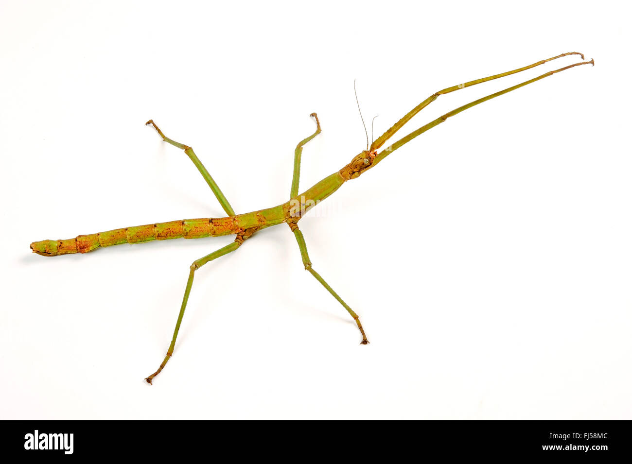 Heavy Stick Insect, Giant Stick Insect (Pharnacia ponderosa), cut-out, Philippines Stock Photo
