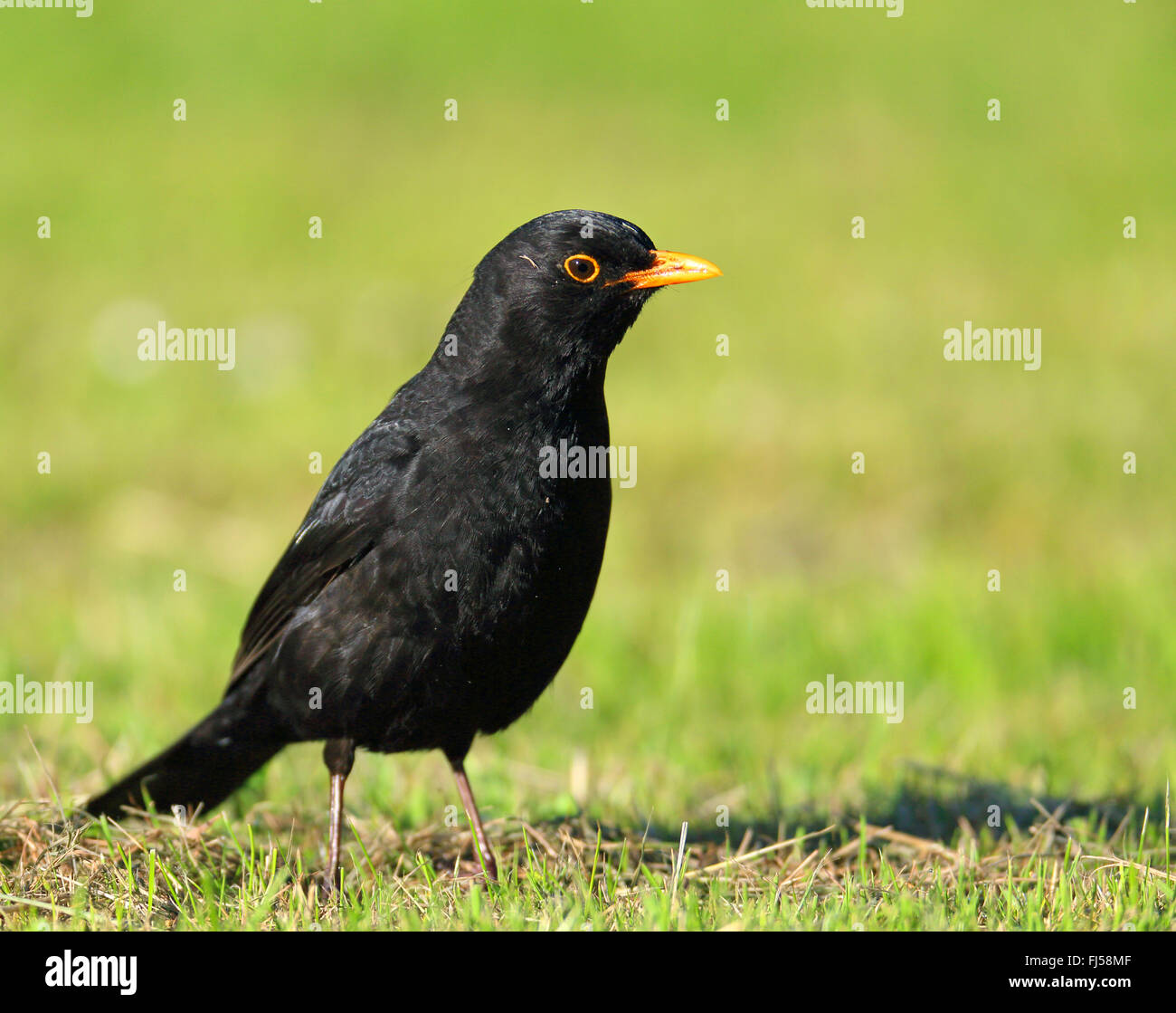 blackbird (Turdus merula), male stands on grass, Netherlands, Frisia Stock Photo