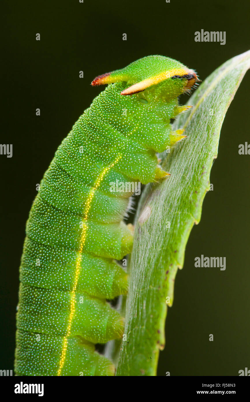 Two-tailed Pasha, Foxy Emperor (Charaxes jasius), caterpillar on a leaf Stock Photo