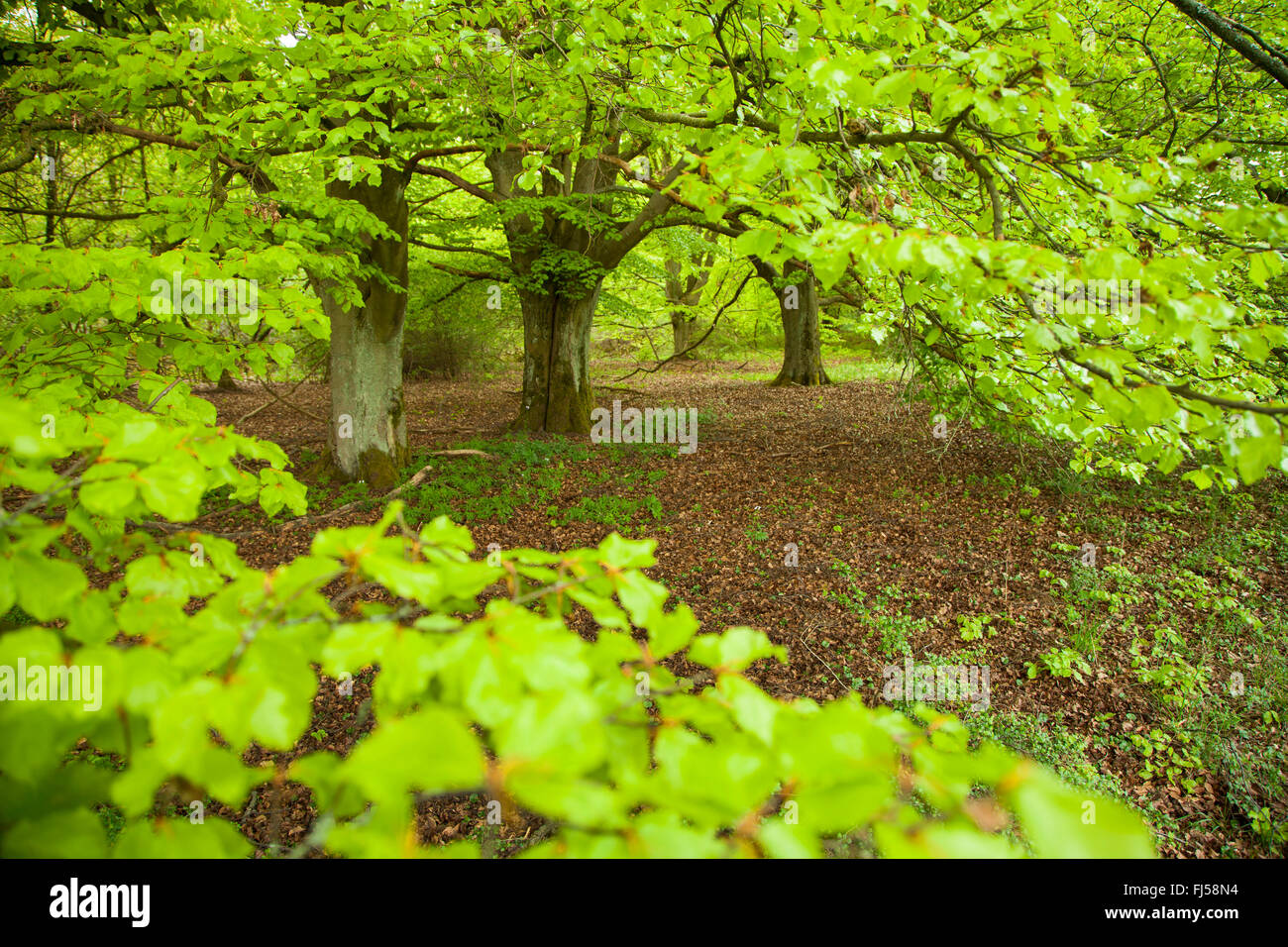 common beech (Fagus sylvatica), beeches in spring, Germany, Hesse, Hoerbach Stock Photo