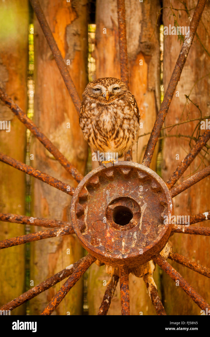 little owl (Athene noctua), sitting on a rusted wheel hub, front view Stock Photo