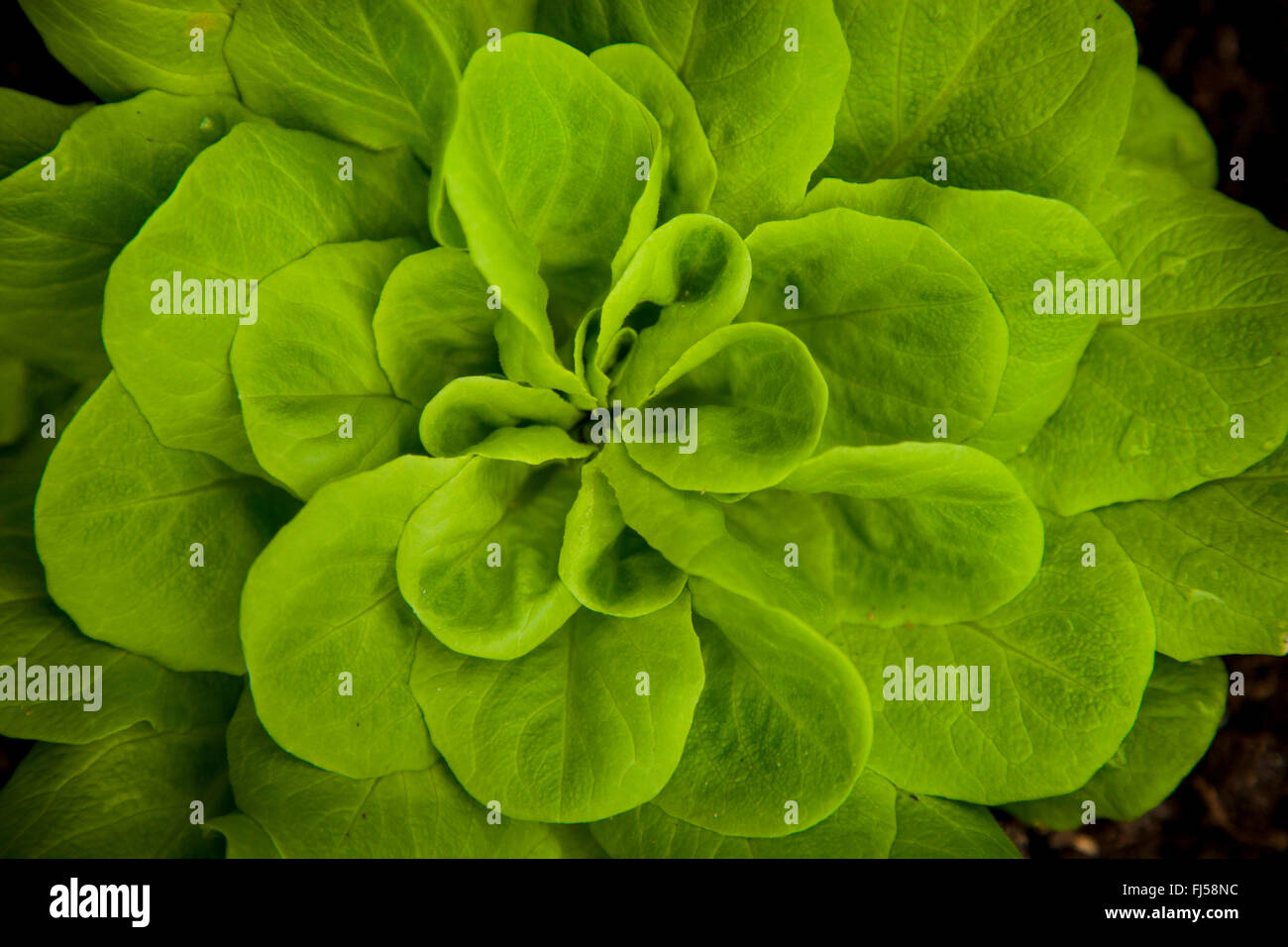 garden lettuce (Lactuca sativa), single garden lettuce, Germany Stock Photo
