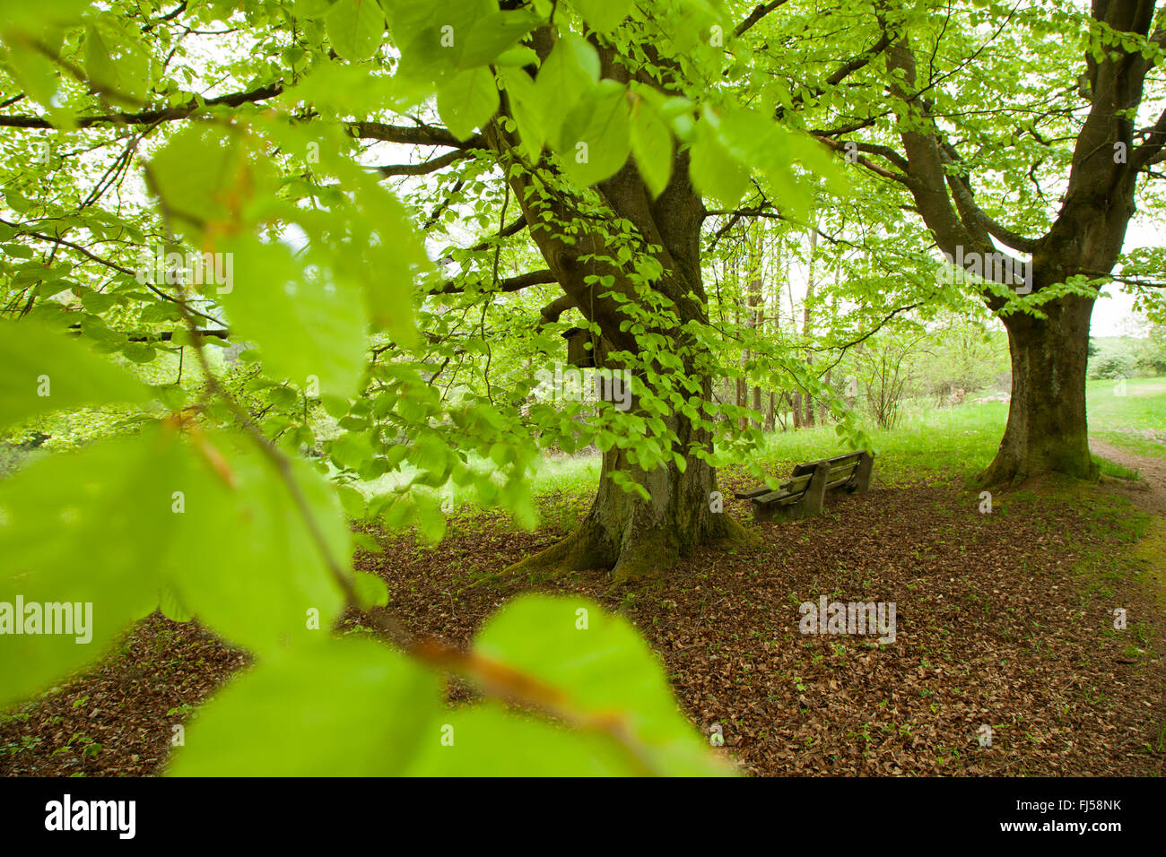 common beech (Fagus sylvatica), wooden bench under a beech in spring, Germany, Hesse, Hoerbach Stock Photo
