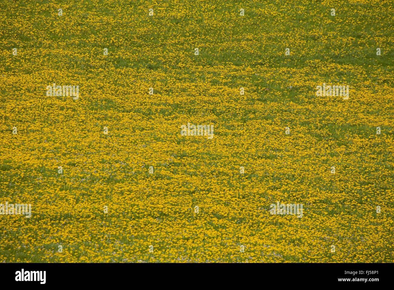 common dandelion (Taraxacum officinale), plentiful blooming dandelion in a meadow, Germany Stock Photo