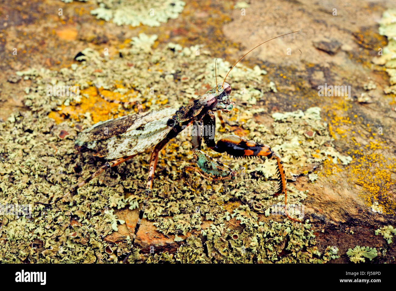 Bark Mantis (Theopompa servillei), well camouflaged on bark covered with lichens Stock Photo