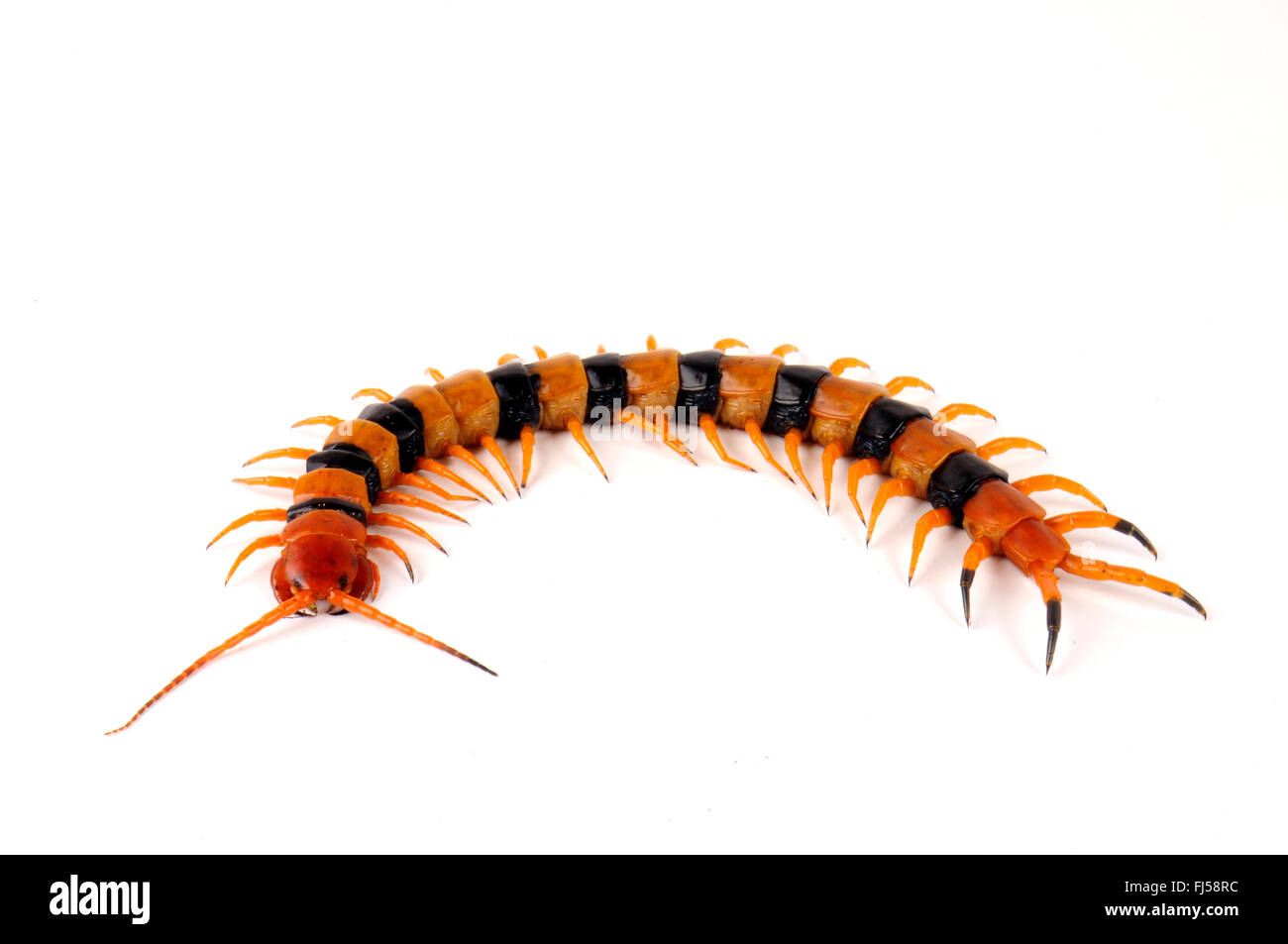 Indian Giant Tiger Centipede, Indian Tiger Centipede (Scolopendra hardwickei), striped Indian Giant Tiger Centipede Stock Photo