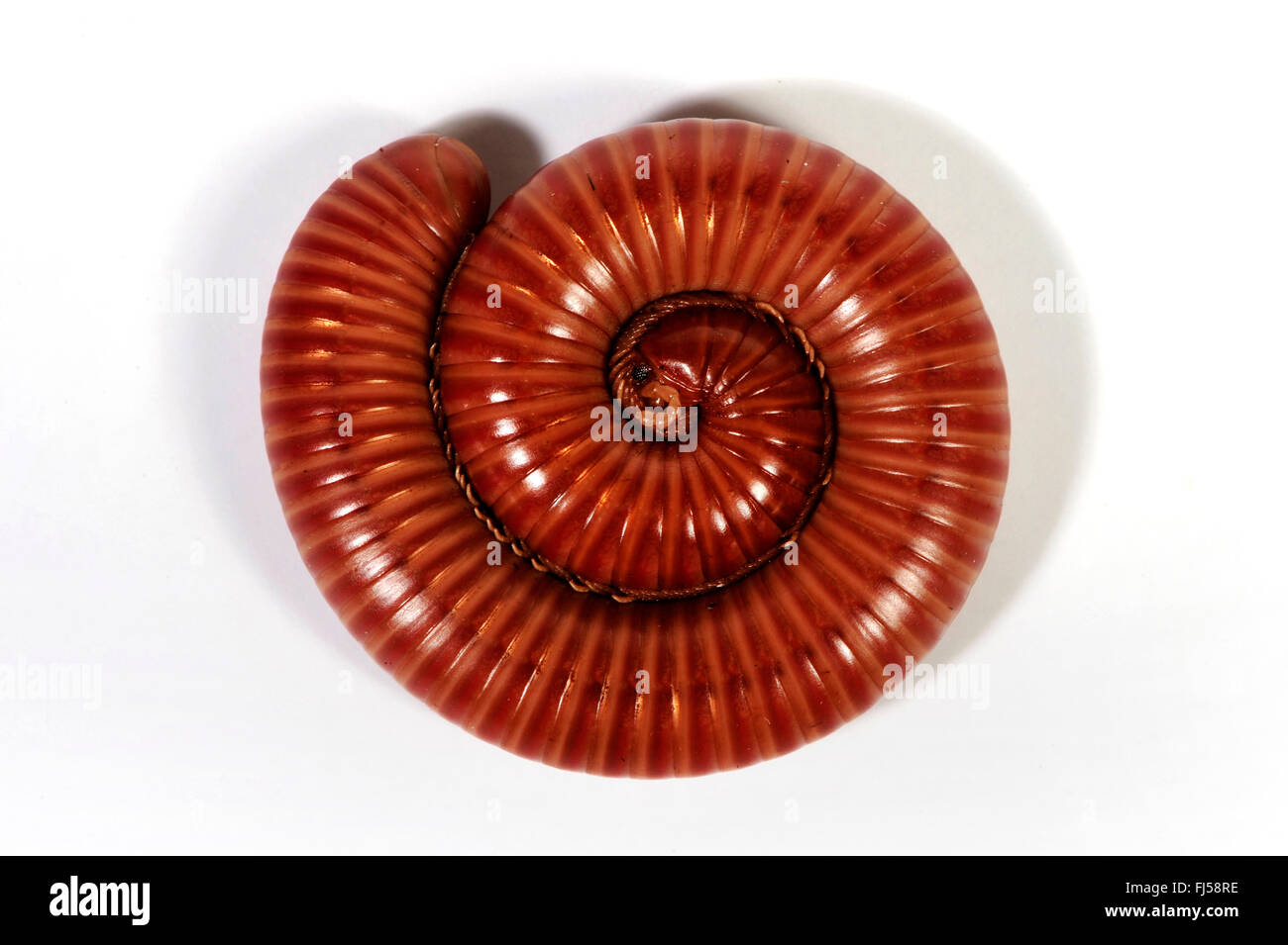 millipede (Spirosteptus spec.), rolled-up millipede, cut-out Stock Photo